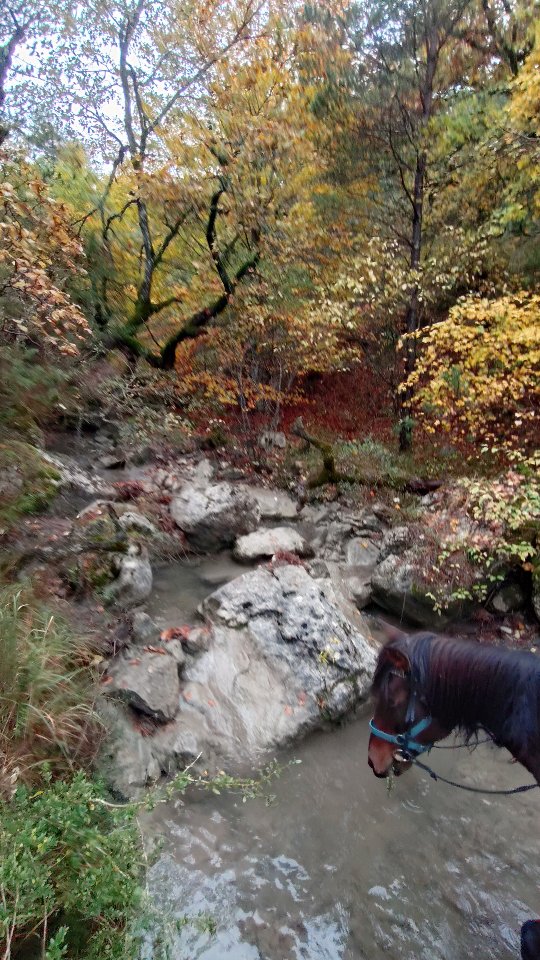 Quelles couleurs flamboyantes pour cette dernière rando de la saison sur plusieurs jours !

Après une journée plus qu'humide lundi, nos 4 cavalières étaient heureuses d'arriver au gîte pour se sécher et partager un repas chaud autour d'un gigot d'agneau de Sisteron. Mardi, quelques rayons de soleil ont éclairé notre journée mais ce fût de courte durée... 

Avec un itinéraire quelque peu chamboulé par la météo, nos cavalières n'étaient pas mécontentes de faire une pause café / chocolat chaud au bar de Ribiers hier midi ! 

_________________________

Salut ! 🙋Je suis Vaïana et je t'emmène visiter les @alpesdehauteprovence et les @myhautesalpes à cheval ! 🏇

👩‍🎓 Je suis diplômée BPJEPS, ATE et BFEE2, et je t'aide aussi à mieux communiquer avec ton cheval...
🆘 ... Et à résoudre tes problèmes avec lui !

🤝 Partenaire @sisteronbuech
☎️ +33 6 98 87 57 67
📨 grandboismison@gmail.com
👩‍💻 www.grandboismison.com
📍 Le Grand Bois, 04200 Mison

#sisteronbuech #equitation #bienetreequin #centreequestre #fermeequestre #cheval #pensioncheval #tourisme #equestre #balade #cours #randonnee #ethologie #natural #horsemanship #jobpassion #voyageàcheval