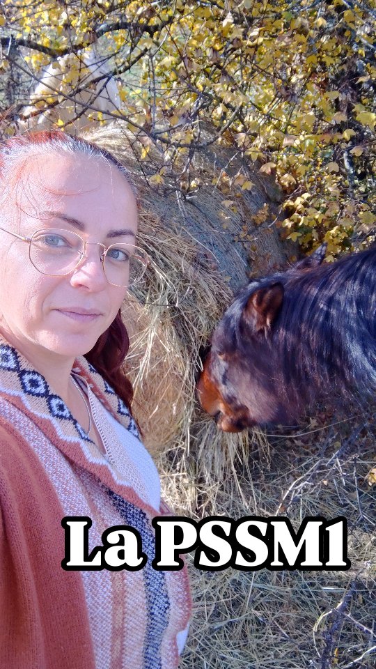 Je me rends compte que beaucoup de cavaliers et même d'éleveurs ne connaissent pas le sujet. Alors aujourd'hui on va parler de la PSSM1 !

Ma petite jument Leto en est atteinte, nous le savons avec certitude depuis le début de l'été. Elle ne pourra donc jamais faire de randonnées sur plusieurs jours alors qu'elle y était destinée.

Éliminer totalement de la reproduction les chevaux porteurs de ce gène n'est pas souhaitable car cela diminuerait la diversité génétique équine et pourrait favoriser l'émergence d'autres maladies génétiques, mais il est essentiel de raisonner les croisements en fonction de la destination du poulain à naître. Et surtout d'éviter les croisements entre deux chevaux porteurs, même hétérozygotes.

Malheureusement l'étalon avec lequel j'ai croisé la mère de Leto n'était pas testé pour la PSSM1 et je ne connaissais pas le sujet à l'époque.

Si c'est bien le père de Leto qui est porteur, chacun de ses poulains à 50 % de chance d'être atteint par la maladie si le père est hétérozygote puisque le gène responsable de la PSSM1 (GYS1) est dominant, et 100% si l'étalon est homozygote. En considérant que la poulinière n'est pas porteuse.
Si jamais la poulinière est également porteuse hétérozygote, chaque poulain a 75 % d'être porteur et donc malade, c'est-à-dire 50 % de chance d'être hétérozygote et 25 % d'être homozygote.

D'où l'importance de vous adresser à des éleveurs sérieux...

👇👇👇
https://avlgenetics.aveyron-labo.com/fr/analyses/list/myopathie-par-surcharge-en-polysaccharide-pssm1-2/

_________________________

Salut ! 🙋Je suis Vaïana et je t'emmène visiter les @alpesdehauteprovence et les @myhautesalpes à cheval ! 🏇

👩‍🎓 Je suis diplômée BPJEPS, ATE et BFEE2, et je t'aide aussi à mieux communiquer avec ton cheval...
🆘 ... Et à résoudre tes problèmes avec lui !

🤝 Partenaire @sisteronbuech
☎️ +33 6 98 87 57 67
📨 grandboismison@gmail.com
👩‍💻 www.grandboismison.com
📍 Le Grand Bois, 04200 Mison

#sisteronbuech #equitation #bienetreequin #centreequestre #fermeequestre #cheval #pensioncheval #tourisme #equestre #balade #cours #randonnee #ethologie #natural #horsemanship #jobpassion #voyageàcheval