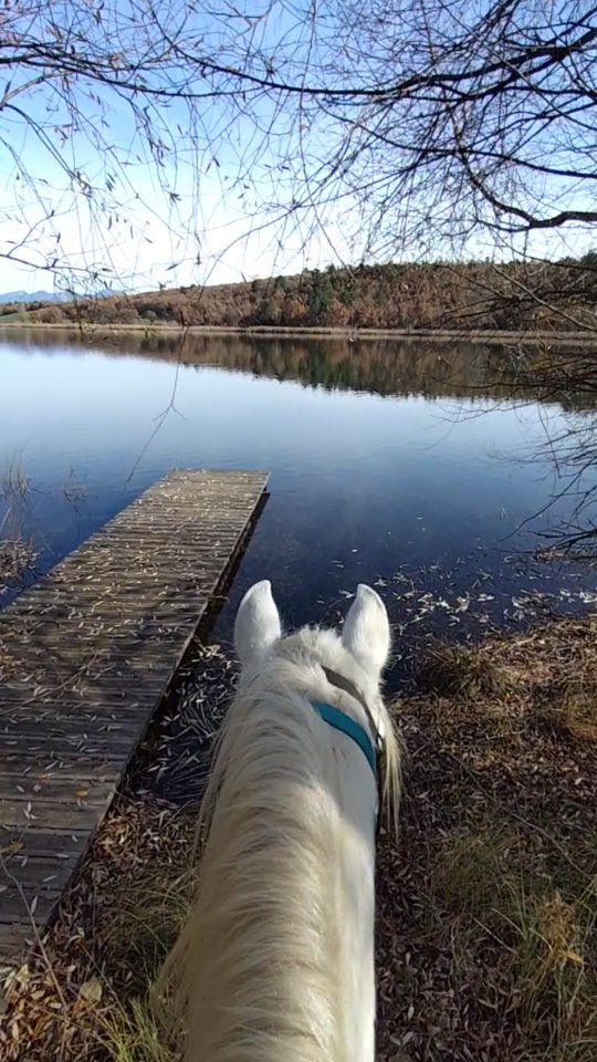 Ici, le temps ralentit. Les collines roussies par l’automne s’étendent devant nous, le vent glisse sur les pâtures, et le silence devient un compagnon de route.

Chaque sortie à cheval est un rappel : la liberté existe encore, juste là, au détour d’un sentier.
Pas besoin d’aller loin pour se sentir vivant. Il suffit d’avancer, pas après pas, dans la lumière des Alpes Provençales...

Ici, on chevauche pour se reconnecter.
À la nature. Au cheval. À soi.

Parce que l’aventure n’a pas besoin de grands mots.
Juste d’un cheval, d’un chemin… Et d’un cœur !

👉 Réserve ta prochaine balade sur www.grandboismison.com !

_________________________

Salut ! 🙋Je suis Vaïana et je t'emmène visiter les @alpesdehauteprovence et les @myhautesalpes à cheval ! 🏇

👩‍🎓 Je suis diplômée BPJEPS, ATE et BFEE2, et je t'aide aussi à mieux communiquer avec ton cheval...
🆘 ... Et à résoudre tes problèmes avec lui !

🤝 Partenaire @sisteronbuech
☎️ +33 6 98 87 57 67
📨 grandboismison@gmail.com
👩‍💻 www.grandboismison.com
📍 Le Grand Bois, 04200 Mison

#sisteronbuech #equitation #bienetreequin #centreequestre #fermeequestre #cheval #pensioncheval #tourisme #equestre #balade #cours #randonnee #ethologie #natural #horsemanship #jobpassion #voyageàcheval