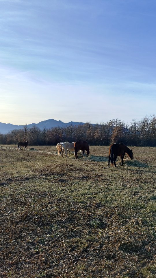Ma technique pour dérouler une botte sans dérouleuse à roundballers ?? Facile !!!

Ici pas de gros tracteur flambant neuf ! Un vieux Someca 640 de presque un demi-siècle fait très bien l'affaire !

Dérouler une botte dans le parc d'hiver apporte plusieurs avantages : la zone de nourrissage est vaste, on évite donc les bagarres et tout le monde peut manger à sa faim et réellement à volonté ; les graines tombent au sol et germeront au printemps pour réensemencer ce parc qu'on vient de broyer ; et comme les juments sont 8 la botte est consommée rapidement et n'a pas le temps de s'abîmer au sol. Pour nous c'est évidemment le temps de nourrissage quotidien et la fatigue associée qui sont épargnés... Bref, tout le monde est gagnant !

_________________________

Salut ! 🙋Je suis Vaïana et je t'emmène visiter les @alpesdehauteprovence et les @myhautesalpes à cheval ! 🏇

👩‍🎓 Je suis diplômée BPJEPS, ATE et BFEE2, et je t'aide aussi à mieux communiquer avec ton cheval...
🆘 ... Et à résoudre tes problèmes avec lui !

🤝 Partenaire @sisteronbuech
☎️ +33 6 98 87 57 67
📨 grandboismison@gmail.com
👩‍💻 www.grandboismison.com
📍 Le Grand Bois, 04200 Mison

#sisteronbuech #equitation #bienetreequin #centreequestre #fermeequestre #cheval #pensioncheval #tourisme #equestre #balade #cours #randonnee #ethologie #natural #horsemanship #jobpassion #voyageàcheval