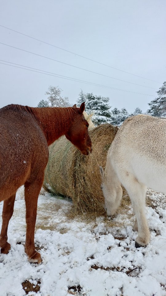Ce matin, la nature nous a offert un réveil sous un épais manteau blanc ! Pendant que tout semble à l'arrêt, le travail continue pour nos chevaux. Il y a quelque chose de magique et de profondément apaisant à les voir dans cet élément...

Entre la serre à déneiger pour éviter qu'elle ne s'effondre sous le poids de la neige, le tracteur à dégager, le foin à donner... La matinée a été physique !

C’est ça, la vie à la ferme : peu importe la météo, la passion reste la même et le travail ne s'arrête jamais. 

Mais quel bonheur de voir la satisfaction de mes chevaux autour d'une botte de foin pour se réchauffer ! 

Leur bonheur semble bien plus simple que le nôtre...
Sont-ils heureux ? C'est la question que je me pose chaque soir avant de m'endormir... 

Tu as un avis ?

.

#ASMR #viealaferme #alpesdehauteprovence #randoacheval #neige