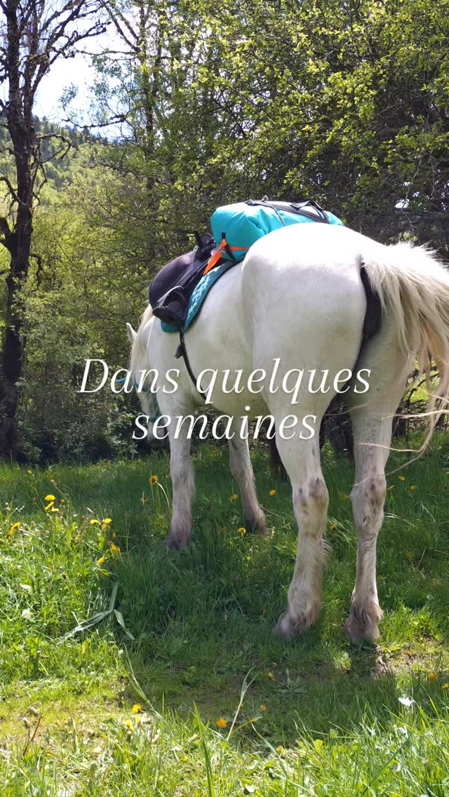 Sais-tu que dans quelques semaines le Dévoluy ressemblera à ça ?? Un soleil magnifique sur ta peau, le chant des oiseaux, le bruit de l'eau qui descend des glaciers... Prends le temps de vivre au rythme des sabots de ton cheval !

En gîte ou en bivouac, c'est le moment idéal pour réserver ta rando sur https://grandboismison.addock.co/

⚠️Les places partent vite ! Déjà plus que 2 places disponibles pour la rando bivouac du 21 au 23 août !

.

👋 Moi c'est Vaïana et je t'emmène voir les plus beaux paysages de @sisteronbuech du @ledevoluy et du @lequeyras à cheval !

🗨️ Infos et réservations en DM
☎️ 06 98 87 57 67
📩 grandboismison@gmail.com

#tourismeequestre #voyageàcheval #slowlife #slowtourism #randocheval