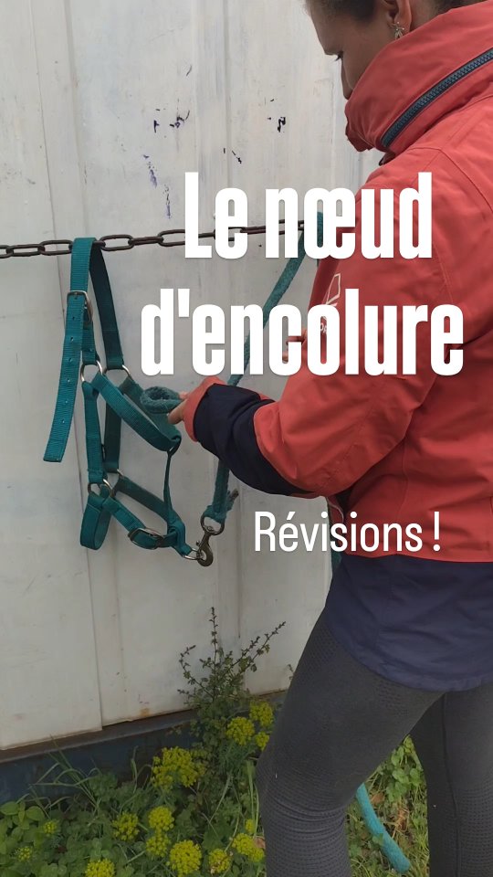 Aujourd'hui Cassandre t'apprend à faire un nœud d'encolure ! Le début de ton serpentin doit être le plus proche possible du mousqueton pour être le plus proche possible de la tête du cheval et la boucle doit être le plus serré possible autour de l'encolure du cheval !

Est-ce que tu sais pourquoi ??