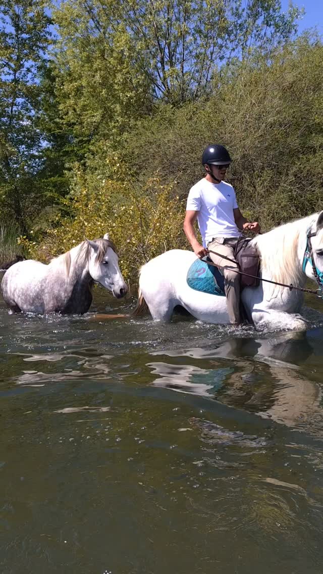 Et toi c'est comment pendant la canicule avec tes chevaux ? Nan parce qu'apparemment il y en a qui n'ont pas compris le concept de maltraitance animale !

N'est-ce pas @ffequitation @ifce_officiel @harasnationaldupin @harasnationaldupinpolesport @haras_nationaux ... Quand le pognon prime encore et toujours sur le confort des chevaux et la bien traitance !

Ces derniers jours un CSI s'est tenu avec des épreuves jusqu'à 1m50 ! Par 35°C ! Sans adapter les horaires. Sans aucune mesure. Alors que la moitié du pays est en alerte rouge canicule !

Chez nous par ces températures, le programme c'est baignade dans le lac ou la rivière ! Hors de question que nos chevaux travaillent !

D'ailleurs les horaires des balades sont adaptés : rendez-vous 8h le matin pour les balades demi-journée et journée entière ! Aucune balade ne sera programmée l'après-midi.

Merci pour votre compréhension.