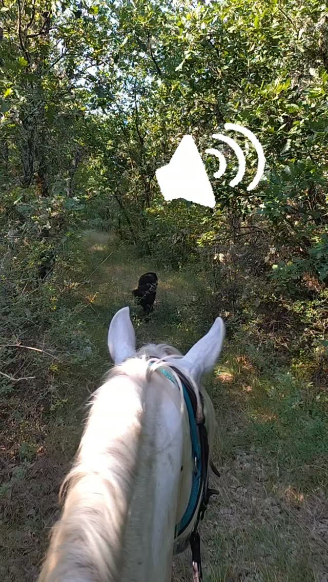 ASMR du matin (8h30). T'en penses quoi ? Toi aussi réserve ta balade sur https://grandboismison.com pour bien commencer ta journée !

.

@sisteronalpesprovencales #alpes #sisteron #cheval #vacances #summer