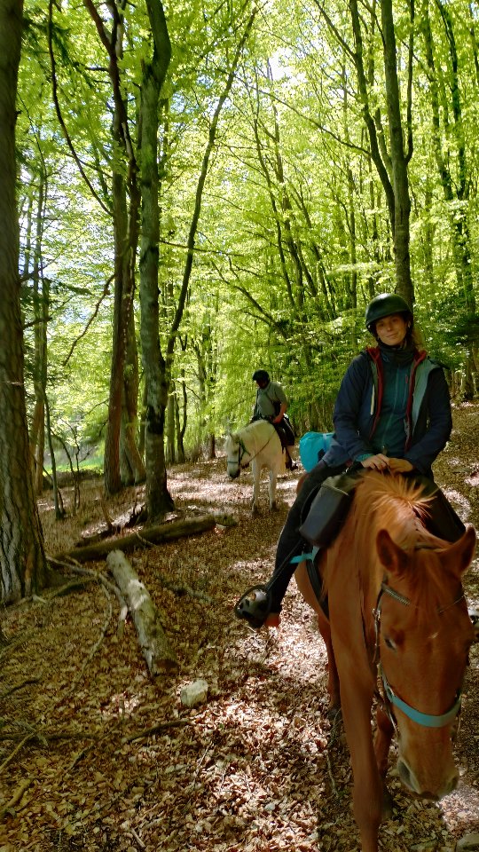 Tu ressens ça toi aussi ?

Viens déconnecter quelques jours avec les chevaux !

👉 https://grandboismison.addock.co/

.

#ASMR #nature #horse #rando #cheval
