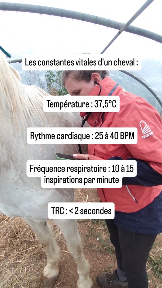 Lesquelles tu connais déjà ? Et lesquelles tu ne connais pas ? Je t'explique tout :

Les constantes vitales 🩺 sont un point important à surveiller en randonnée pour préserver le bien-être, la santé et l'intégrité de nos compagnons.

🌡️La température : 37,5°C, comme nous ! Ne la prends jamais avec un thermomètre en verre... Utilise un thermomètre rectale pour enfant en plastique. Et surtout désensibilise ton cheval avant...

🫀 La fréquence cardiaque : tu peux la prendre avec un stéthoscope sur 30 secondes en multipliant par 2 pour obtenir le résultat sur une minute. Tu le poses derrière la pointe du coude et tu vas entendre un bruit sourd avec 2 battements rapprochés puis une pause... Tu y es !
Tu peux aussi essayer de la prendre en posant 2 doigts sur la carotide mais je trouve ça beaucoup plus difficile...

🫁 La fréquence respiratoire : très simple ! Tu observes les côtes s'ouvrir et se fermer. Ça fait 1 mouvement. Tu comptes sur 30 secondes x 2.

💅 Le temps de recoloration cutané : c'est un possible signe de déshydratation, mais aussi d'anémie ou de choc circulatoire plus grave... Appuie sur la gencive de ton cheval en soulevant délicatement sa lèvre. Ton doigt va laisser une empreinte blanche. Elle doit redevenir rose en moins de 2 secondes.

Tu as des questions ? C'est le moment de les poser ! 👇 Tu veux que je te fasse une vidéo sur un point en particulier ? Dis-le moi !

.

Moi c'est Vaïana, organisatrice de rando à cheval, et je te donne tous les trucs que j'aurais aimé qu'on m'apprenne avant de partir en rando avec ma jument !

#veterinaire #bienetreequin #bienetreanimal #santé #cheval