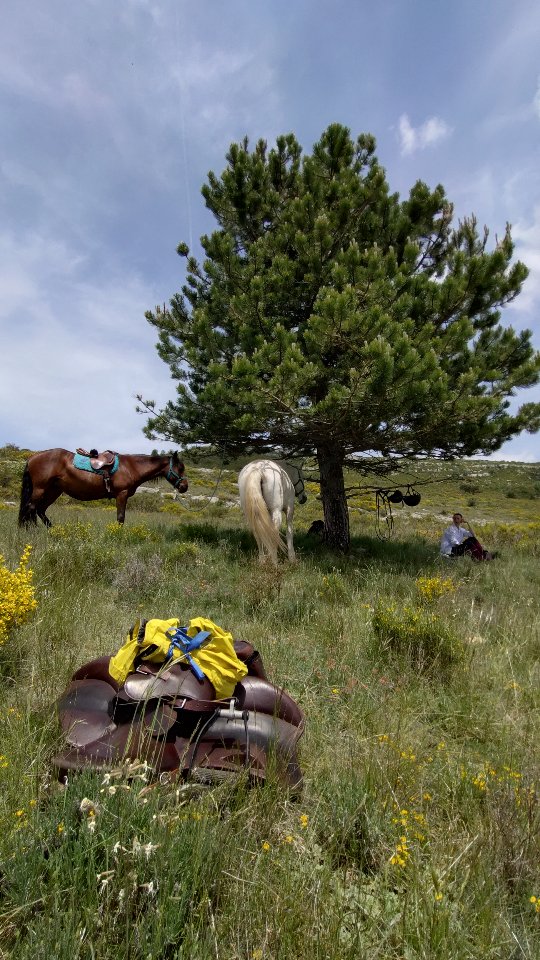 En train de vivre ma meilleure vie au soleil ! Tu me rejoins ??

👉 C'est par ici : https://grandboismison.addock.co/

Ça va être une bonne saison !!

.

#rando #tourisme #equestre #horsemanship #sisteron