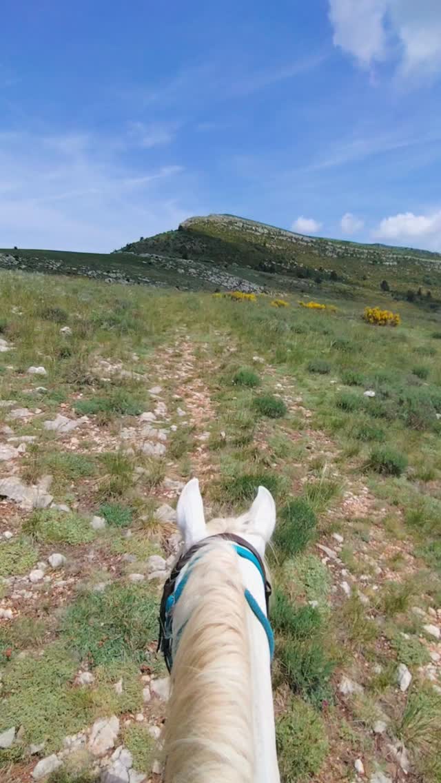 Juste pour le plaisir... Quelques images de la montagne de Marre aujourd'hui !

.

#rando #equestre #horsemanship #cheval #ethologie