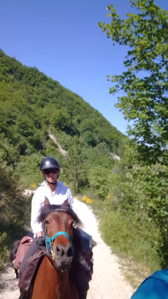 Retour au grand galop jusqu'au Col Saint-Pierre ce matin ! Aubade et Bohème étaient en pleine forme ! Même après ces deux premiers jours à 800m de dénivelé chacun !

Nos chevaux sont en forme pour la saison ! Ils sont fins prêts pour vous accueillir !

.

#tourisme #equestre #randonneeacheval #rando #ethologie